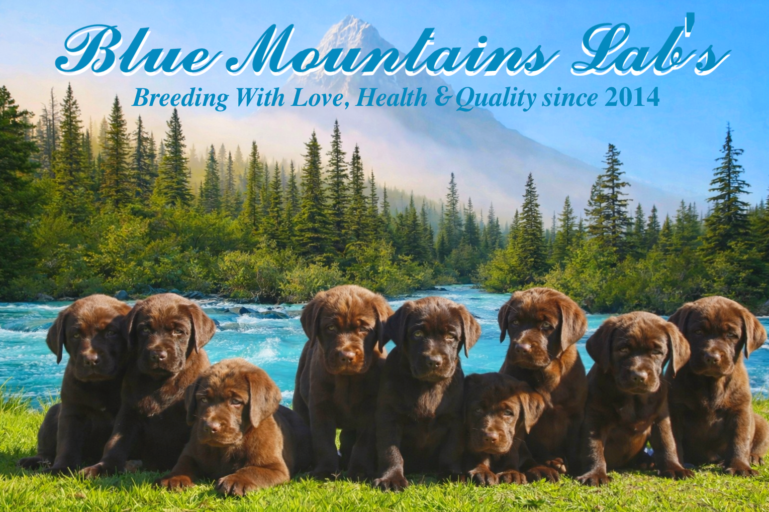 Imagen propiedad de "Blue Mountains Lab's"