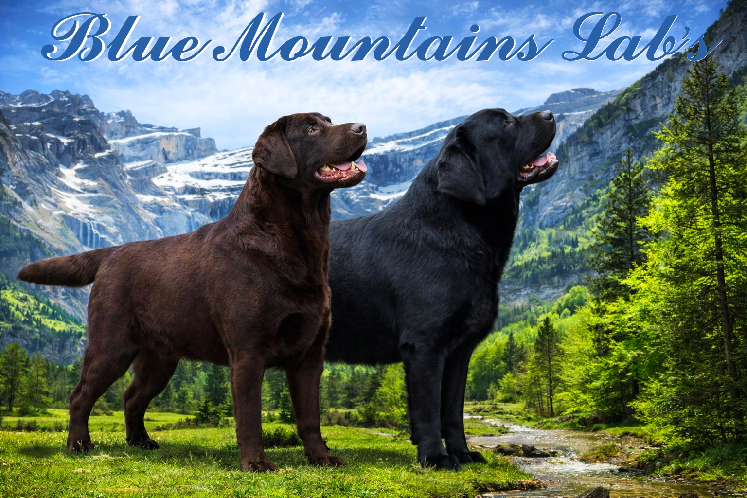 Imagen propiedad de "Blue Mountains Lab's"