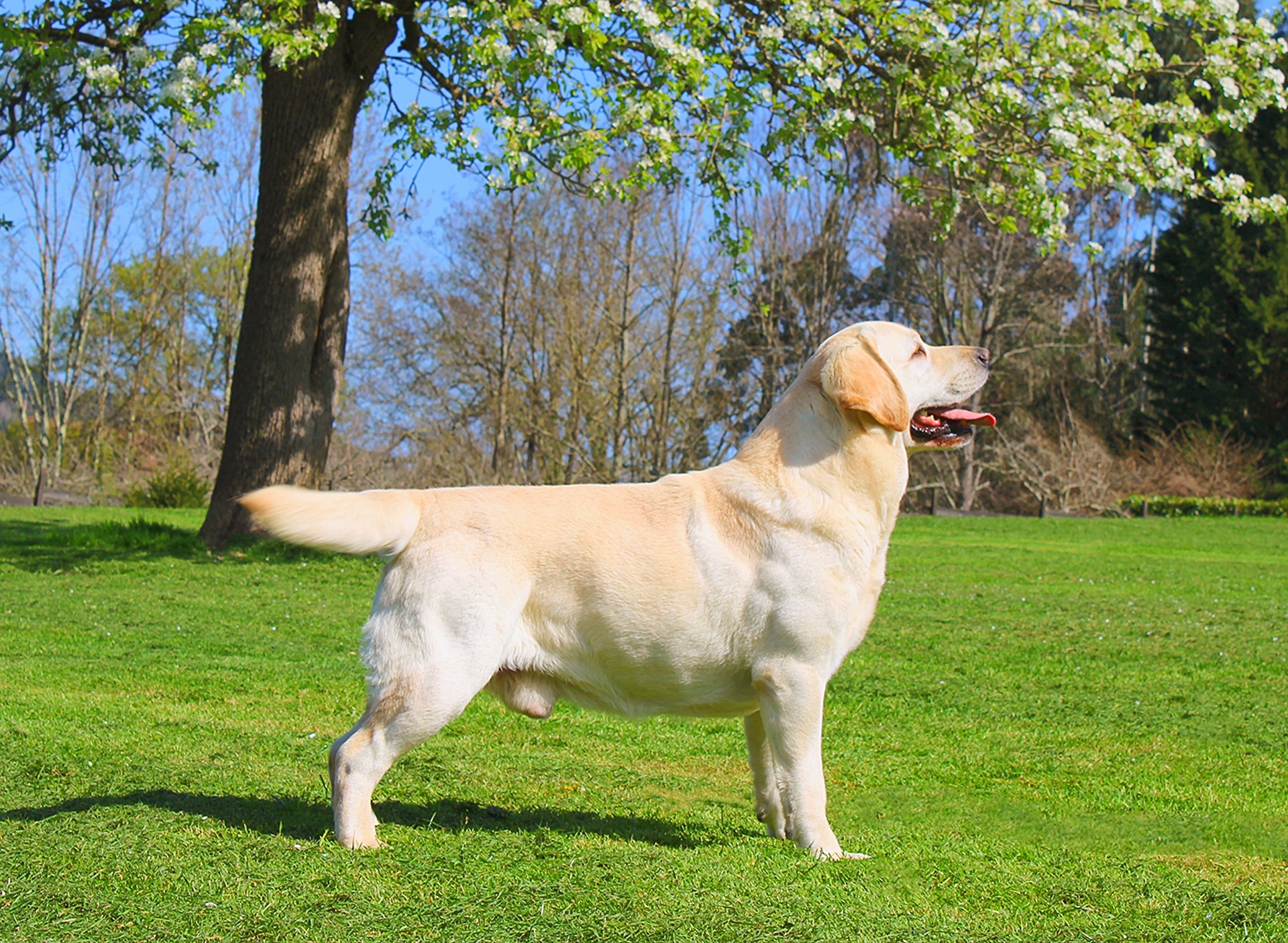 Moon (5 años)