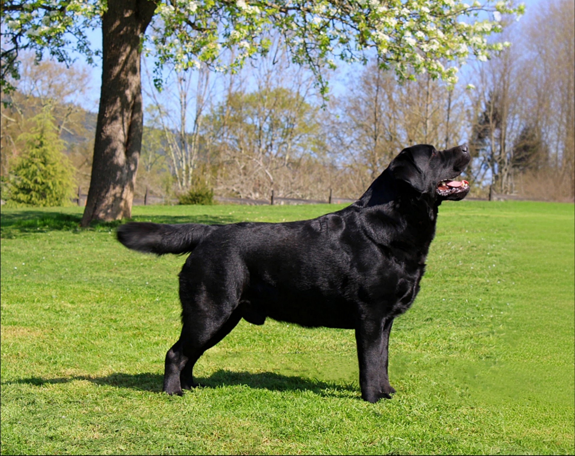 Romeo (3 años)