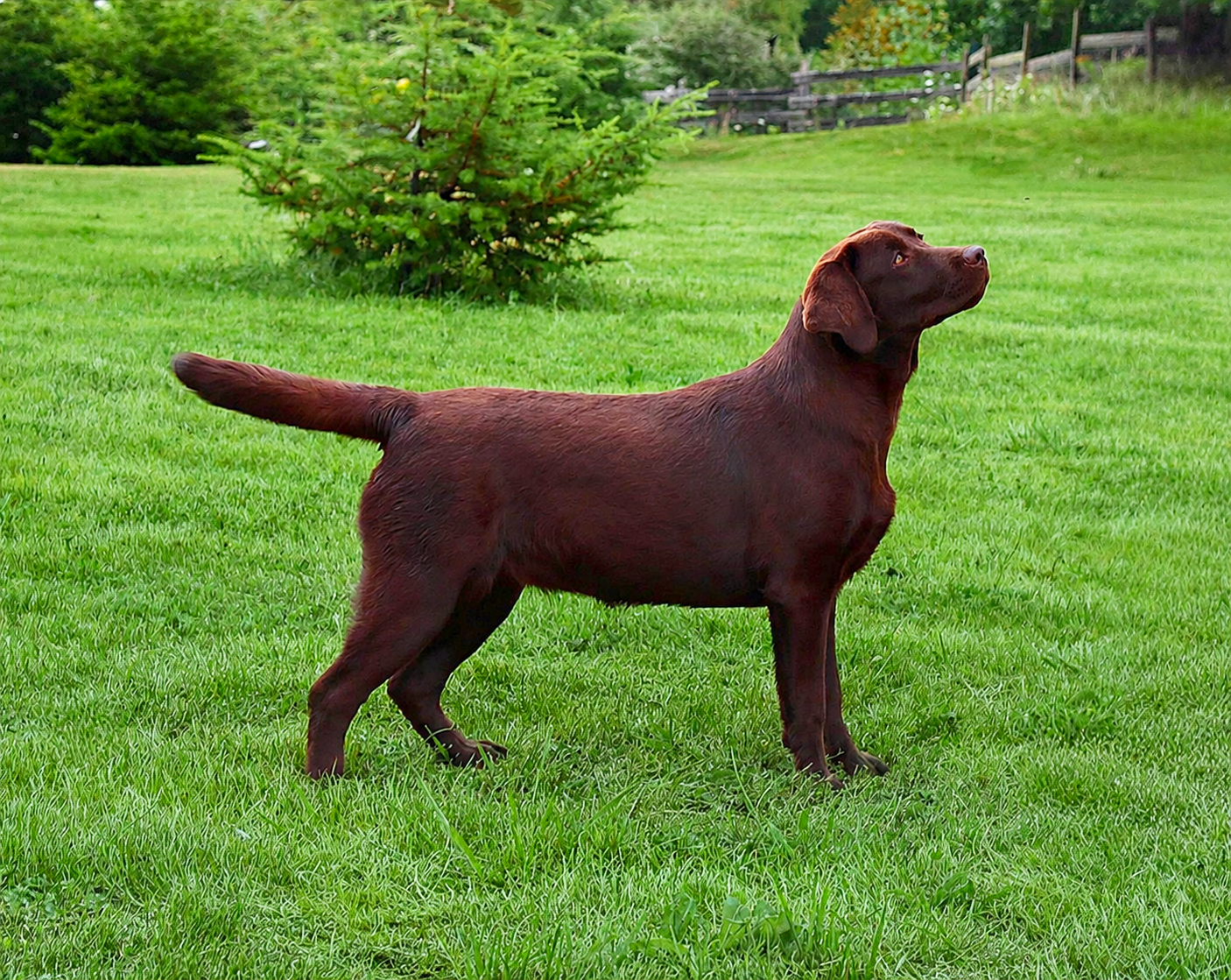 Blue Mountains Lab's Ring My Bell "Rio", 7 meses