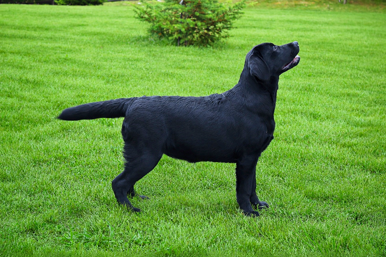 Blue Mountains Lab's Light In The Dark "Stella", 5 meses