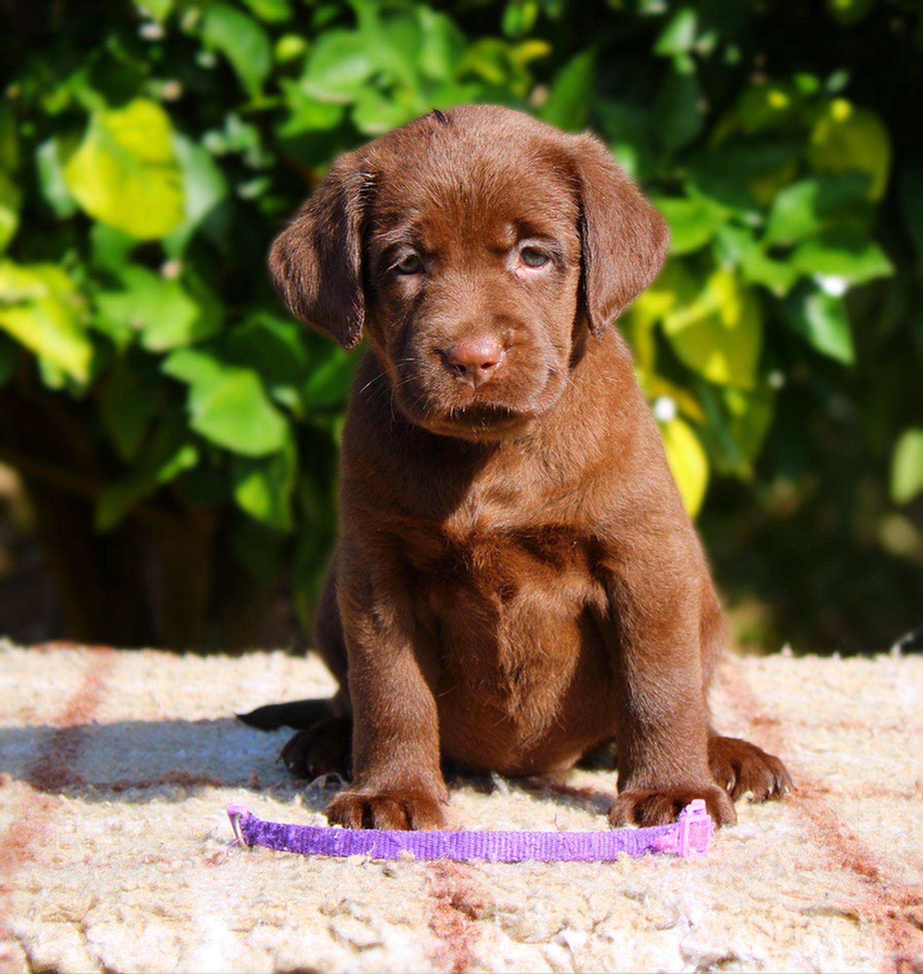 Blue Mountains Lab's Dirty Dancing "Baby" (6 semanas)