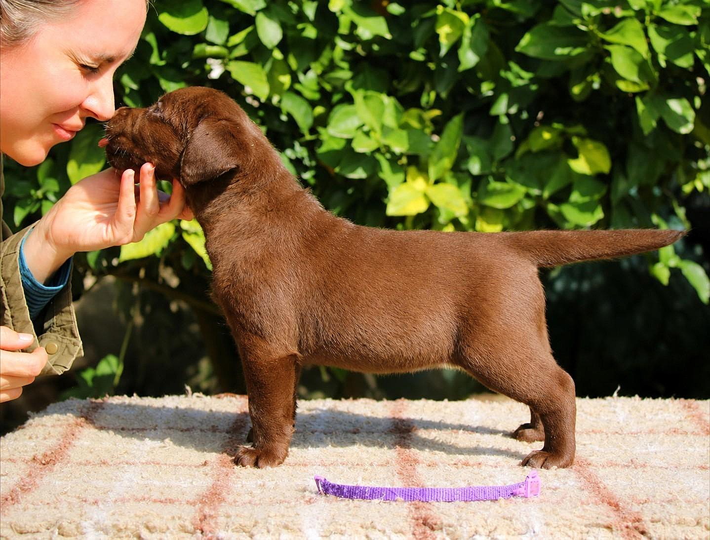 Blue Mountains Lab's Dirty Dancing "Baby" (6 semanas)