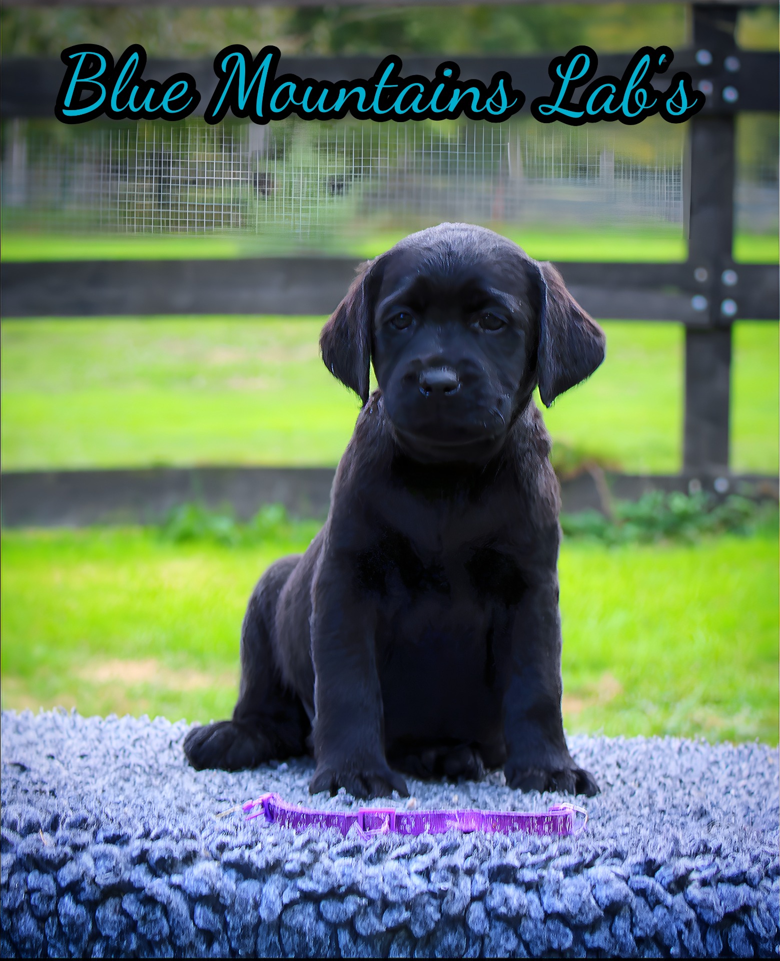Blue Mountains Lab's Hey Baby